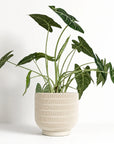 Echo Planter - 8" planters Morna