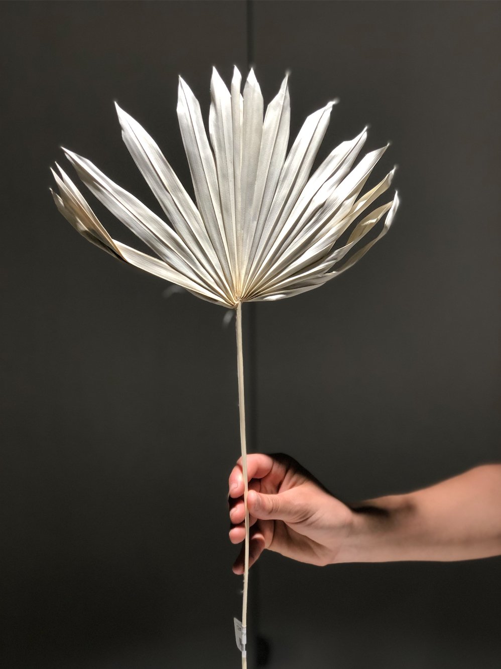 WHITEWASHED NATURAL SUN PALMITO Botanical Chantal Royer