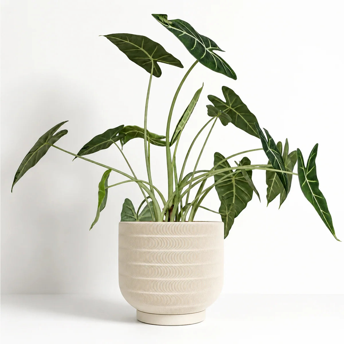 Echo Planter - 8" planters Morna