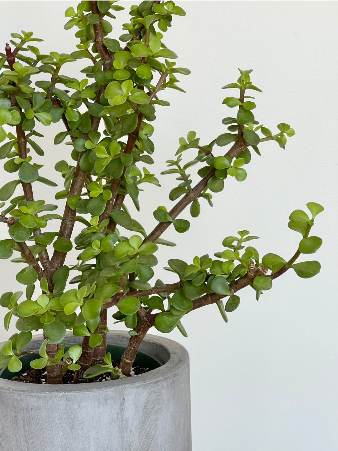 PORTULACARIA AFRA BONSAI  6” Botanical Chantal Royer   