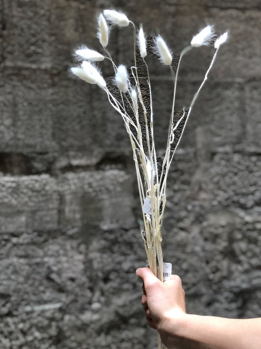 STEMS OF LAGURUS GRASS  Chantal Royer   