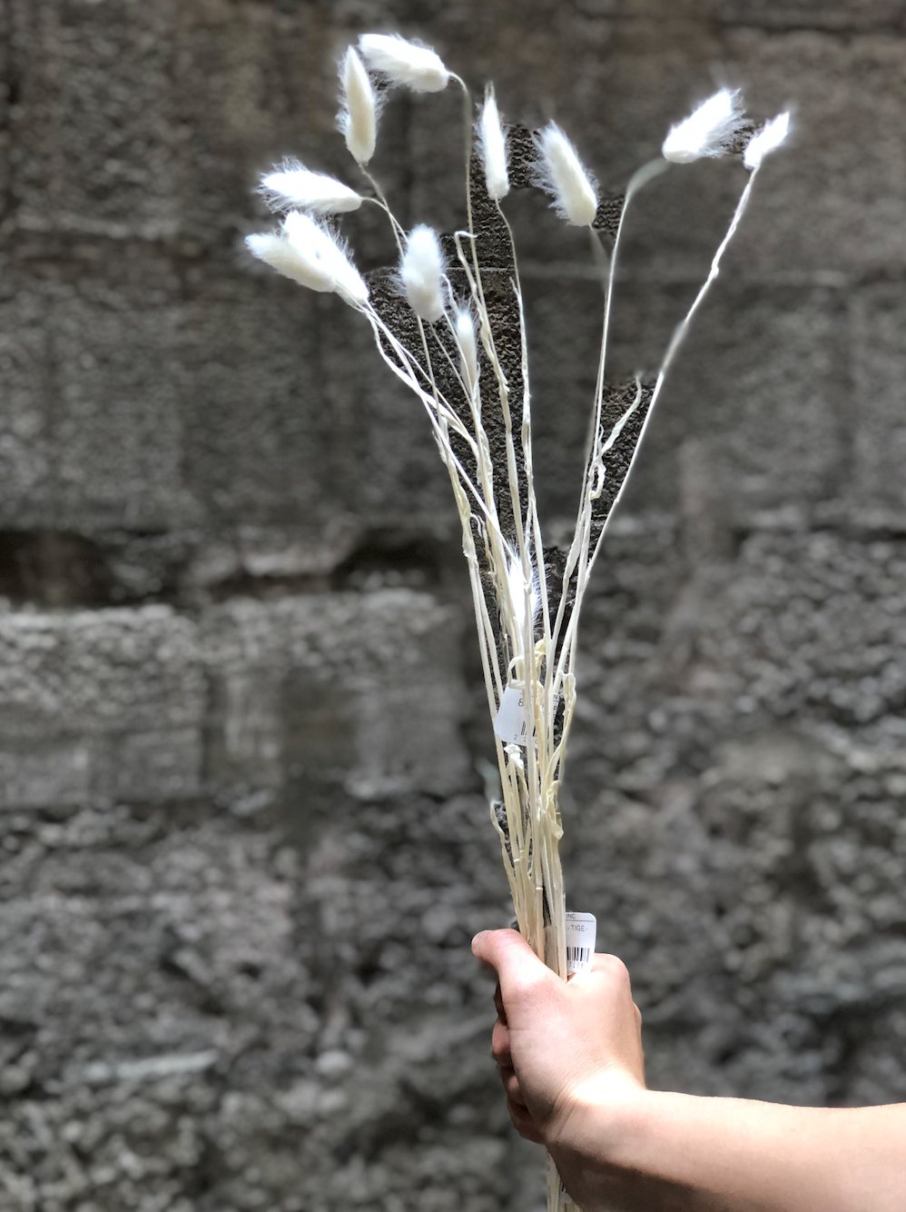 STEMS OF LAGURUS GRASS  Chantal Royer   